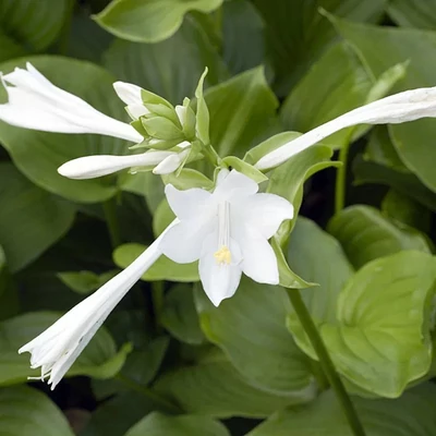 Hosta plantaginea 'Grandiflora' – Árnyékliliom