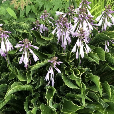 Hosta 'Praying Hands' – Árnyékliliom