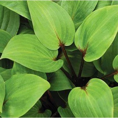 Hosta 'Purple Heart' – Árnyékliliom