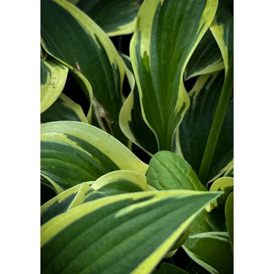 Hosta 'Queen Josephine' – Árnyékliliom