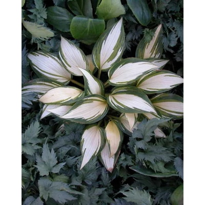 Hosta 'Remember Me'® – Árnyékliliom