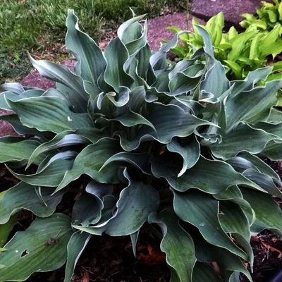 Hosta 'Restless Sea' – Árnyékliliom