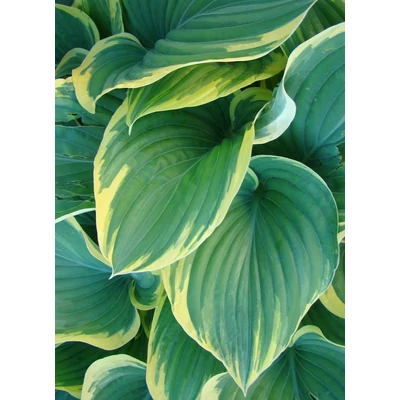 Hosta 'Sagae' - Árnyékliliom