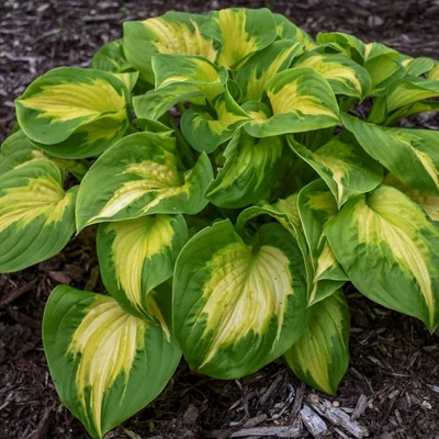 Hosta Shadowland 'Etched Glass' – Árnyékliliom