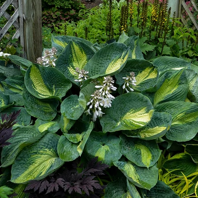 Hosta Shadowland 'Hudson Bay' – Árnyékliliom