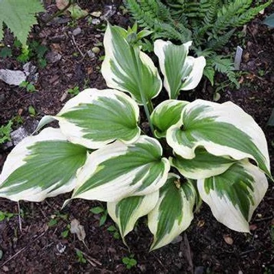 Hosta 'Silk Road' – Árnyékliliom