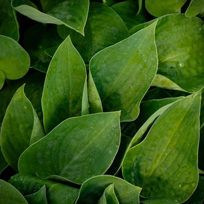 Hosta 'Silvery Slugproof' – Árnyékliliom