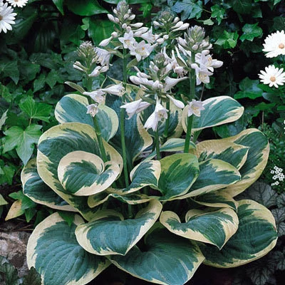 Hosta 'Snow Cap' - Árnyékliliom