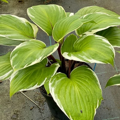 Hosta 'Sorbet' – Árnyékliliom