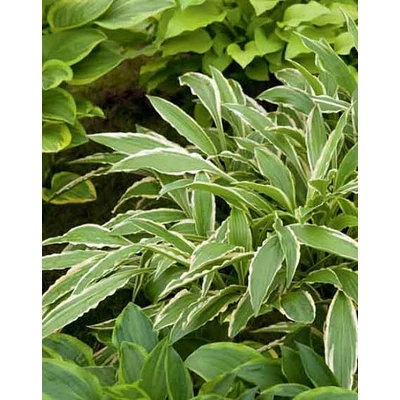 Hosta 'Stiletto' – Árnyékliliom