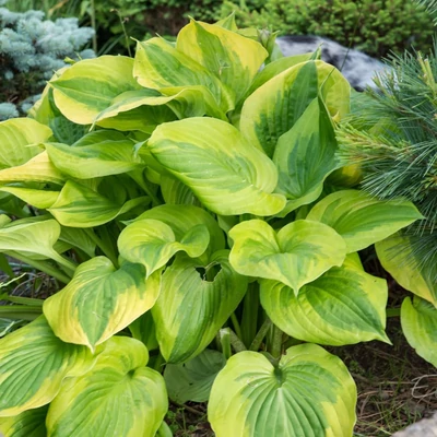 Hosta 'Summer Breeze' – Árnyékliliom