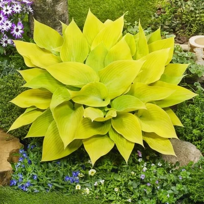 Hosta 'Sunny Halcyon' – Árnyékliliom