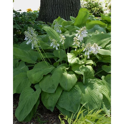 Hosta 'T-Rex' – Árnyékliliom