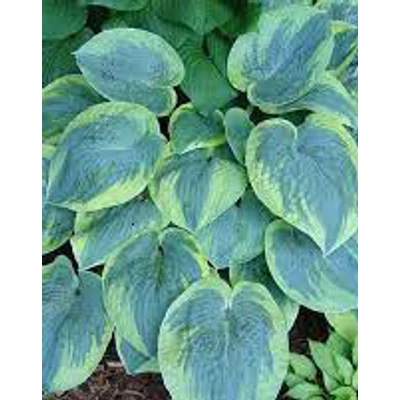 Hosta 'Tokudama Flavocircinalis' – Árnyékliliom