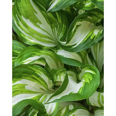 Hosta undulata 'Univittata' – Hullámoslevelű  árnyékliliom