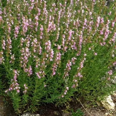 Hyssopus officinalis 'Roseus' – Kerti izsóp