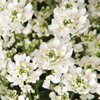 Iberis sempervirens 'Nevina' – Örökzöld tatárvirág