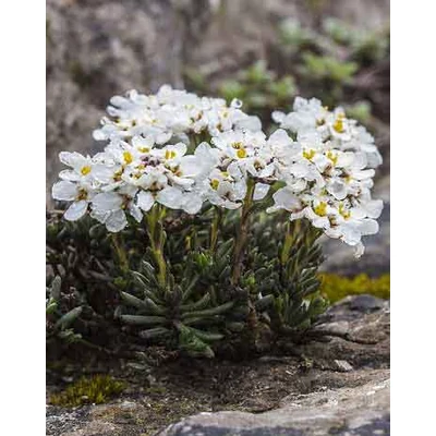Iberis saxatilis – Korai tatárvirág