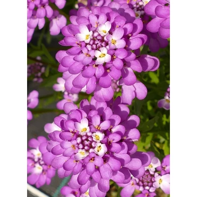 Iberis sempervirens 'Amethyst' – Örökzöld tatárvirág
