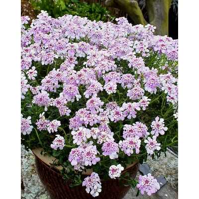 Iberis sempervirens 'Pink Ice' – Örökzöld tatárvirág