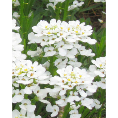 Iberis sempervirens 'Zwergschneeflocke' - Örökzöld tatárvirág (fehér)