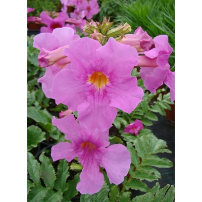 Incarvillea delavayi – Jünnani tölcsérgyökér