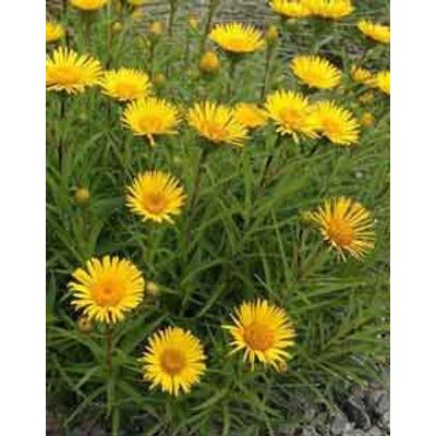 Inula ensifolia 'Compacta' – Törpe kardlevelű peremizs