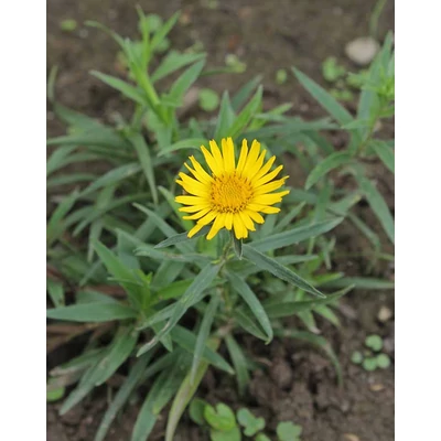 Inula ensifolia – Kardlevelű peremizs