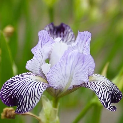 Iris germanica 'Variegata' – Kerti nőszirom