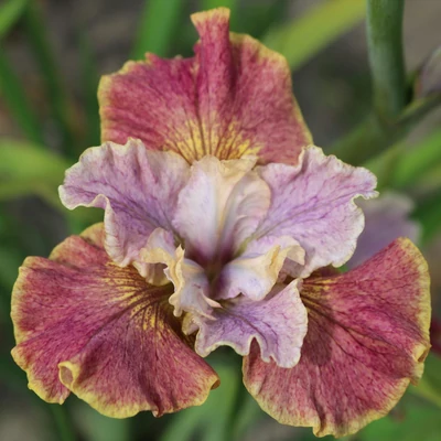 Iris sibirica 'Festive Coquette' – Szibériai nőszirom