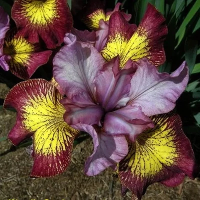 Iris sibirica 'Fiddles On Fire' – Szibériai nőszirom