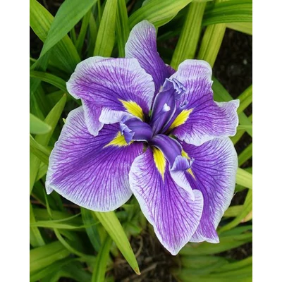 Iris ensata 'Cristal Halo' – Vízparti nőszirom