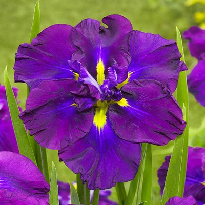 Iris ensata Dinner Plate ® 'Blueberry Pie' – Vízparti nőszirom