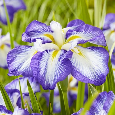 Iris ensata Dinner Plate® 'Carrot Cake' – Vízparti nőszirom