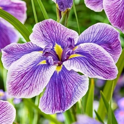 Iris ensata Dinner Plate® 'Sundae' – Vízparti nőszirom