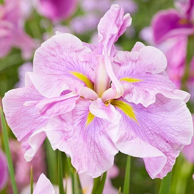 Iris ensata Dinner Plate® 'Tub Tim Grob' – Vízparti nőszirom