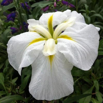 Iris ensata 'Gold Bound' – Vízparti nőszirom