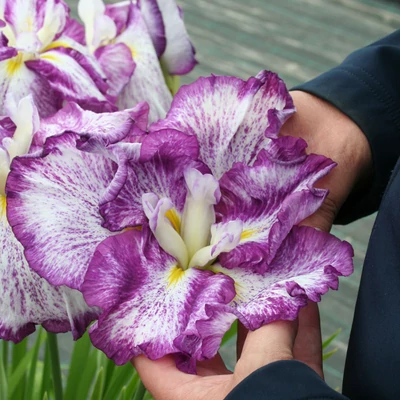 Iris ensata 'Harlequinesque' – Vízparti nőszirom