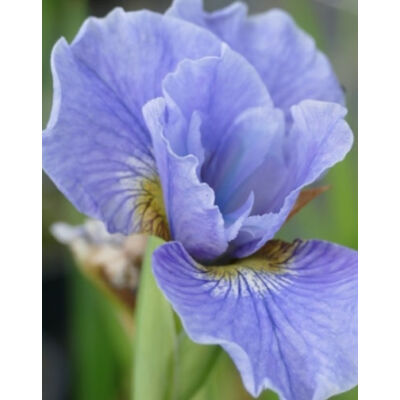 Iris ensata 'Himmel von Komi' – Vízparti nőszirom
