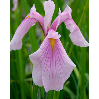 Iris ensata 'Rose Queen' – Vízparti nőszirom