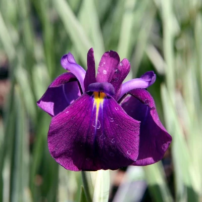 Iris ensata 'Silver Band' – Vízparti nőszirom