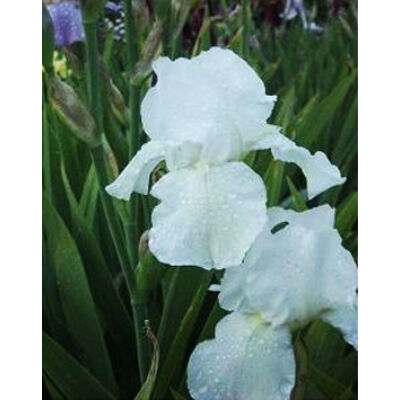 Iris germanica – Fehér kerti nőszirom
