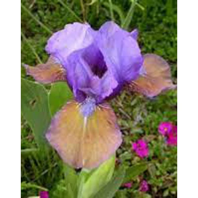 Iris germanica 'Nana' – Szakállas nőszirom