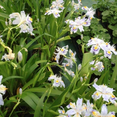 Iris japonica – Nőszirom