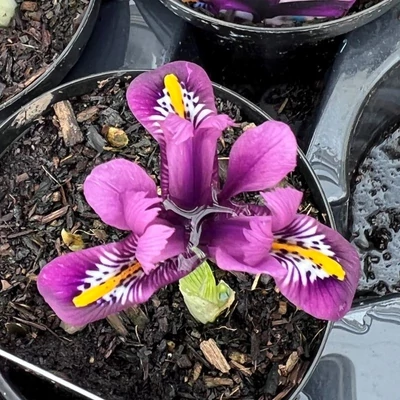 Iris reticulata 'Rejoice' – Sziklakerti írisz