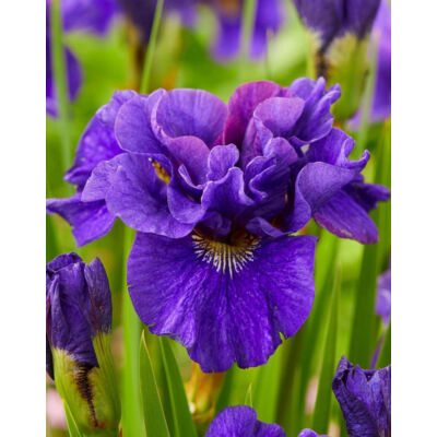 Iris sibirica 'Concord Crush' – Szibériai nőszirom