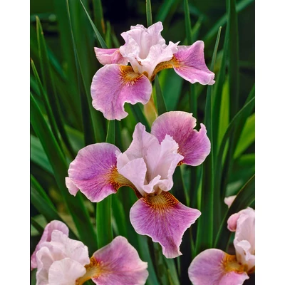 Iris sibirica 'Dance Ballerina Dance' – Szibériai nőszirom