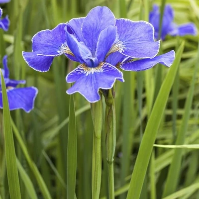 Iris sibirica 'Ever Again' – Szibériai nőszirom