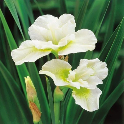 Iris sibirica 'Harpswell Happiness' – Szibériai nőszirom