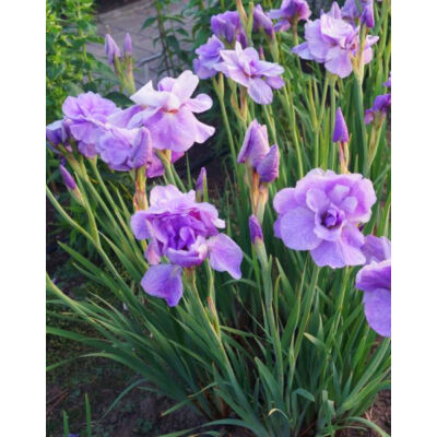 Iris sibirica 'Imperial Opal' – Szibériai nőszirom